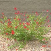 Low-Water Perennials