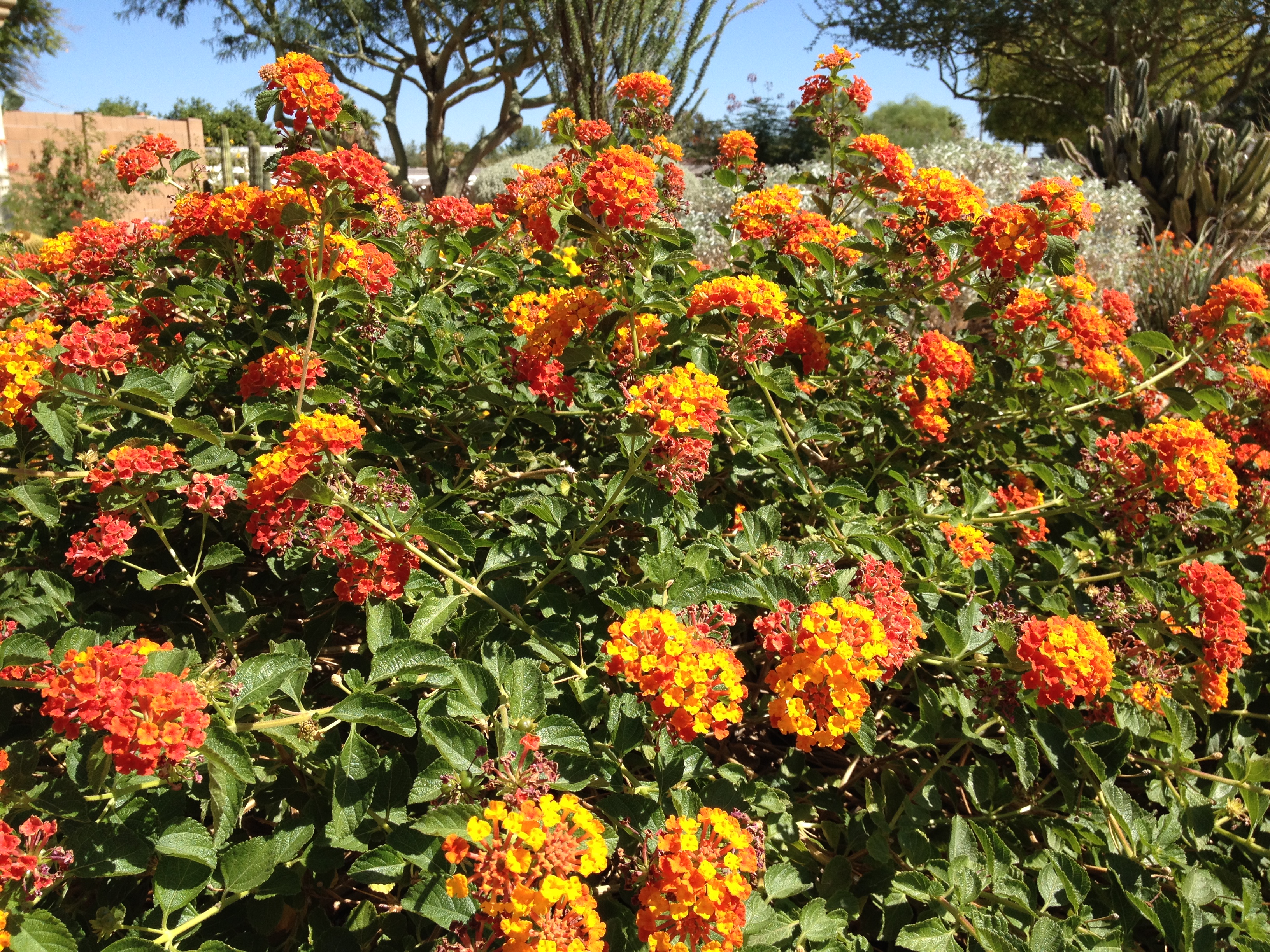 Lantana